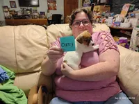 Ozzy, a male Jack Russell Terrier for sale in Siler City, NC – 4 of 7