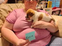 Rosie, a female Jack Russell Terrier for sale in Siler City, NC – 2 of 6