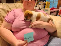 Rosie, a female Jack Russell Terrier for sale in Siler City, NC – 5 of 6