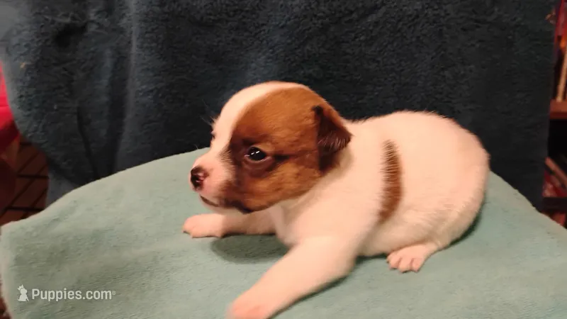 Dixie – Jack Russell Terrier puppy for sale in Siler City, NC