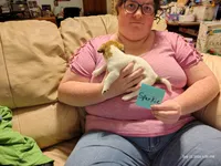 Sparkie, a male Jack Russell Terrier for sale in Siler City, NC – 6 of 8