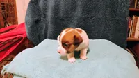 Sugar, a female Jack Russell Terrier for sale in Siler City, NC – 9 of 10