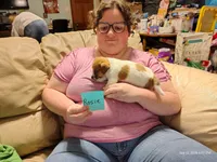 Rosie, a female Jack Russell Terrier for sale in Siler City, NC – 6 of 6