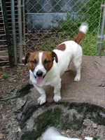 Misty, a female Jack Russell Terrier for sale in Siler City, NC – 4 of 5
