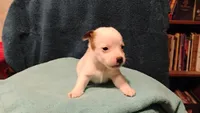 Orion, a male Jack Russell Terrier for sale in Siler City, NC – 7 of 10