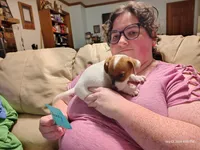 Henry, a male Jack Russell Terrier for sale in Siler City, NC – 6 of 9