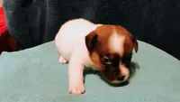 Hershey, a female Jack Russell Terrier for sale in Siler City, NC – 5 of 7