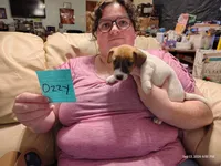 Ozzy, a male Jack Russell Terrier for sale in Siler City, NC – 3 of 7