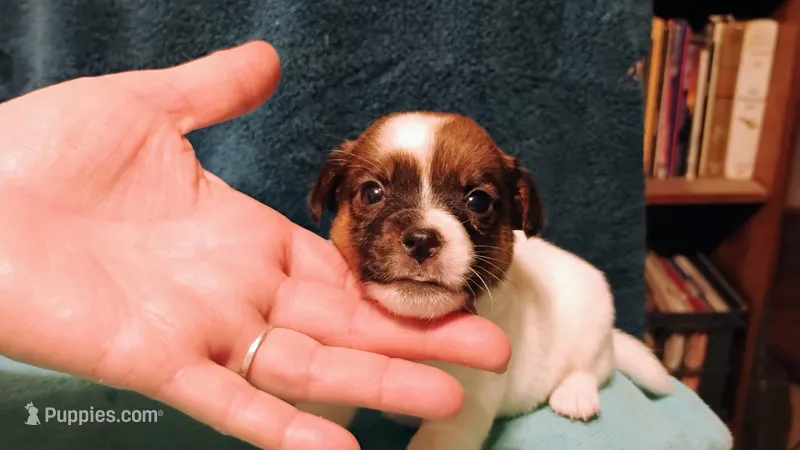 Hershey – Jack Russell Terrier puppy for sale in Siler City, NC