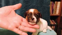 Hershey, a female Jack Russell Terrier for sale in Siler City, NC – 4 of 7