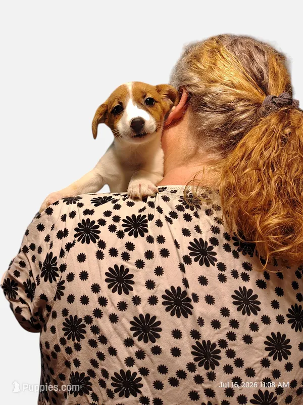 Sugar – Jack Russell Terrier puppy for sale in Siler City, NC