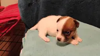 Dixie, a female Jack Russell Terrier for sale in Siler City, NC – 2 of 7