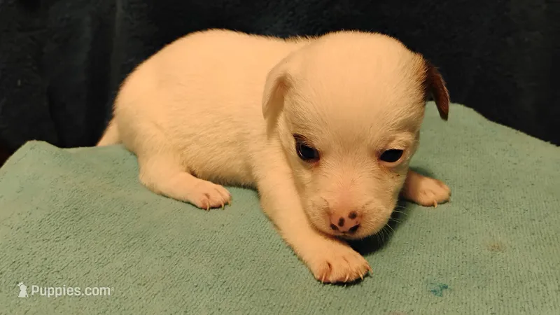 Sky – Jack Russell Terrier puppy for sale in Siler City, NC