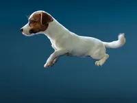 Misty, a female Jack Russell Terrier for sale in Siler City, NC – 1 of 7