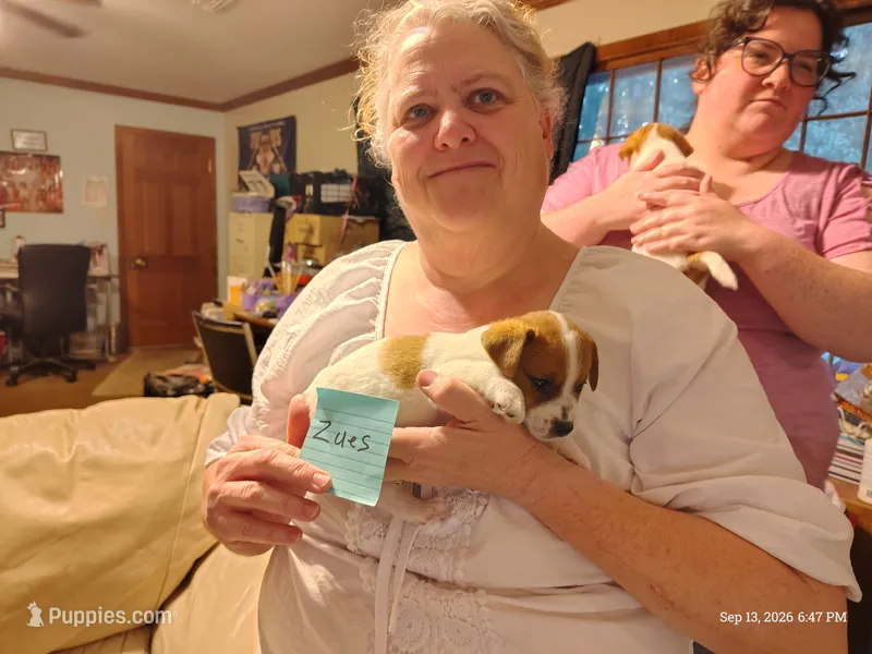 Zues – Jack Russell Terrier puppy for sale in Siler City, NC