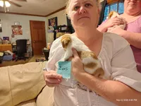 Zues, a male Jack Russell Terrier for sale in Siler City, NC – 3 of 4