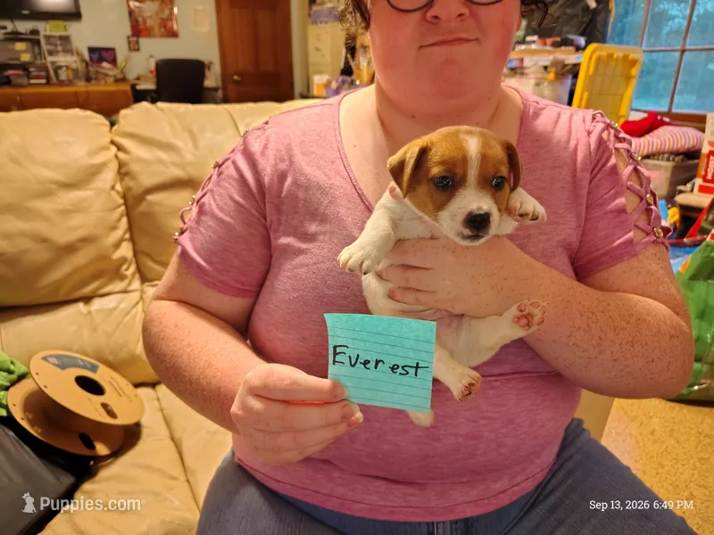 Everest – Jack Russell Terrier puppy for sale in Siler City, NC