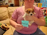 Everest, a male Jack Russell Terrier for sale in Siler City, NC – 1 of 6