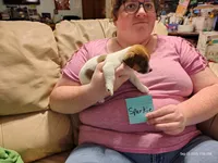 Sparkie, a male Jack Russell Terrier for sale in Siler City, NC – 4 of 8