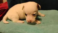 Sky, a female Jack Russell Terrier for sale in Siler City, NC – 1 of 10
