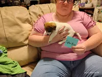 Sparkie, a male Jack Russell Terrier for sale in Siler City, NC – 7 of 8