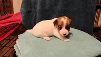 Sugar, a female Jack Russell Terrier for sale in Siler City, NC – 2 of 10
