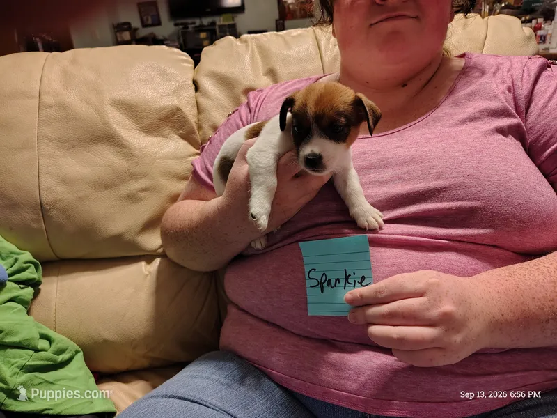 Sparkie – Jack Russell Terrier puppy for sale in Siler City, NC