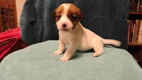 Sugar, a female Jack Russell Terrier for sale in Siler City, NC – 1 of 10