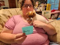 Henry, a male Jack Russell Terrier for sale in Siler City, NC – 1 of 9