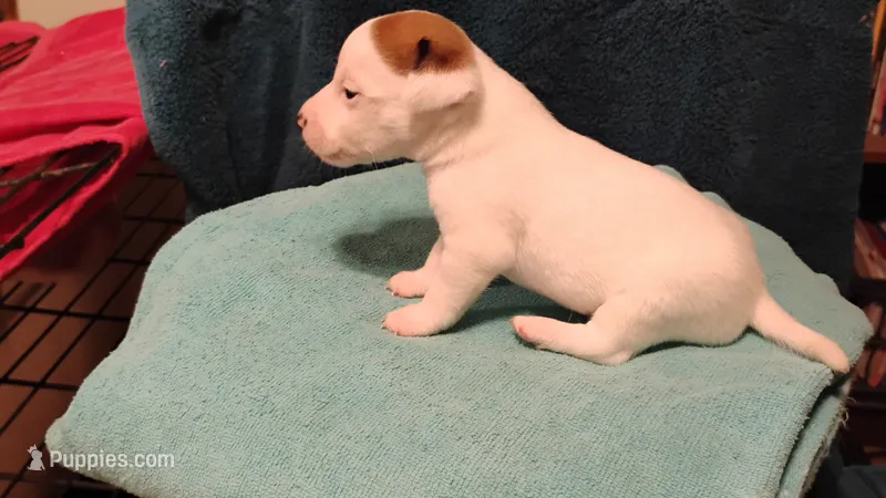 Finn – Jack Russell Terrier puppy for sale in Siler City, NC