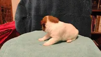 Sugar, a female Jack Russell Terrier for sale in Siler City, NC – 5 of 10