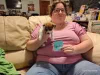 Sparkie, a male Jack Russell Terrier for sale in Siler City, NC – 3 of 8