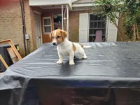 Bear, a male Jack Russell Terrier for sale in Siler City, NC – Photo 5 of 6