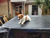 Bear, a male Jack Russell Terrier for sale in Siler City, NC – Photo 6 of 6