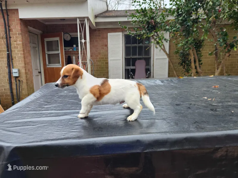 Bear, a male Jack Russell Terrier for sale in Siler City, NC – Photo 1 of 6