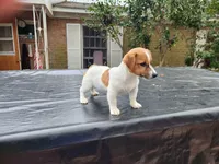 Bear, a male Jack Russell Terrier for sale in Siler City, NC – Photo 3 of 6