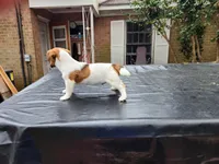 Bear, a male Jack Russell Terrier for sale in Siler City, NC – Photo 4 of 6