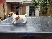 Bear, a male Jack Russell Terrier for sale in Siler City, NC – Photo 2 of 6