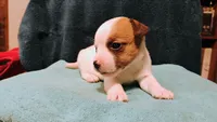 Breezy, a female Jack Russell Terrier for sale in Siler City, NC – 2 of 10