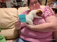 Goldie, a female Jack Russell Terrier for sale in Siler City, NC – 7 of 10