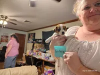 Goldie, a female Jack Russell Terrier for sale in Siler City, NC – 10 of 10