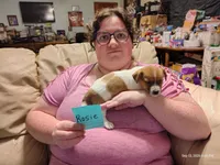 Rosie, a female Jack Russell Terrier for sale in Siler City, NC – 4 of 6