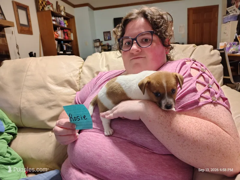 Rosie – Jack Russell Terrier puppy for sale in Siler City, NC