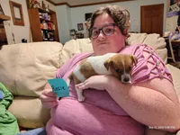 Rosie, a female Jack Russell Terrier for sale in Siler City, NC – 1 of 6