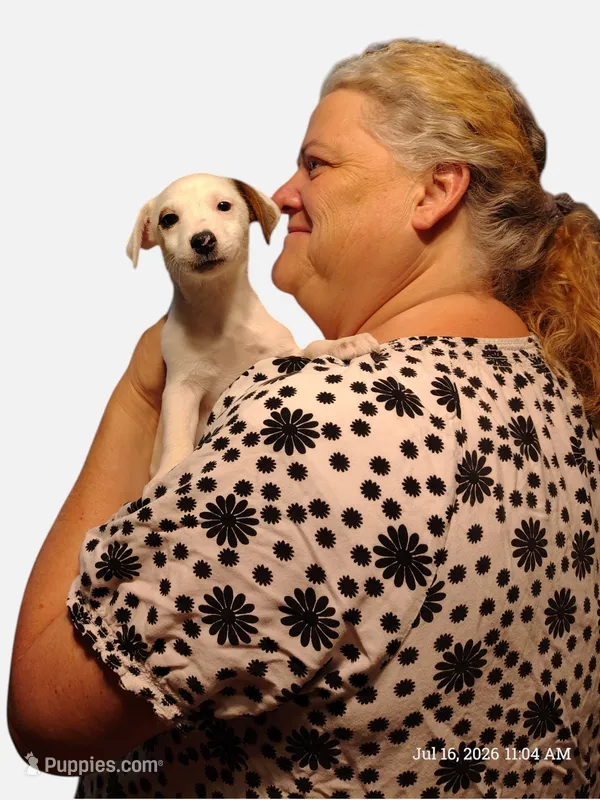 Sky – Jack Russell Terrier puppy for sale in Siler City, NC