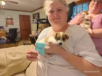 Zues, a male Jack Russell Terrier for sale in Siler City, NC – 2 of 4