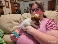 Henry, a male Jack Russell Terrier for sale in Siler City, NC – 4 of 9