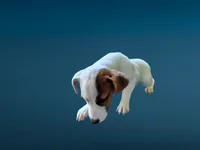 Misty, a female Jack Russell Terrier for sale in Siler City, NC – 2 of 7