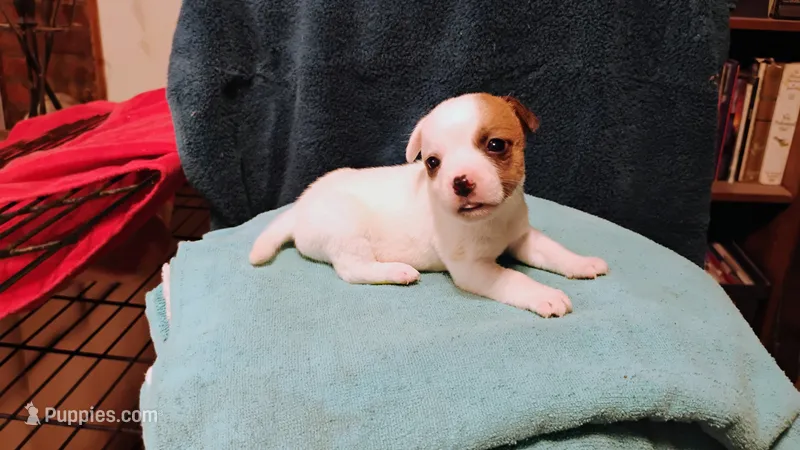Breezy – Jack Russell Terrier puppy for sale in Siler City, NC