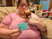 Henry, a male Jack Russell Terrier for sale in Siler City, NC – 2 of 9
